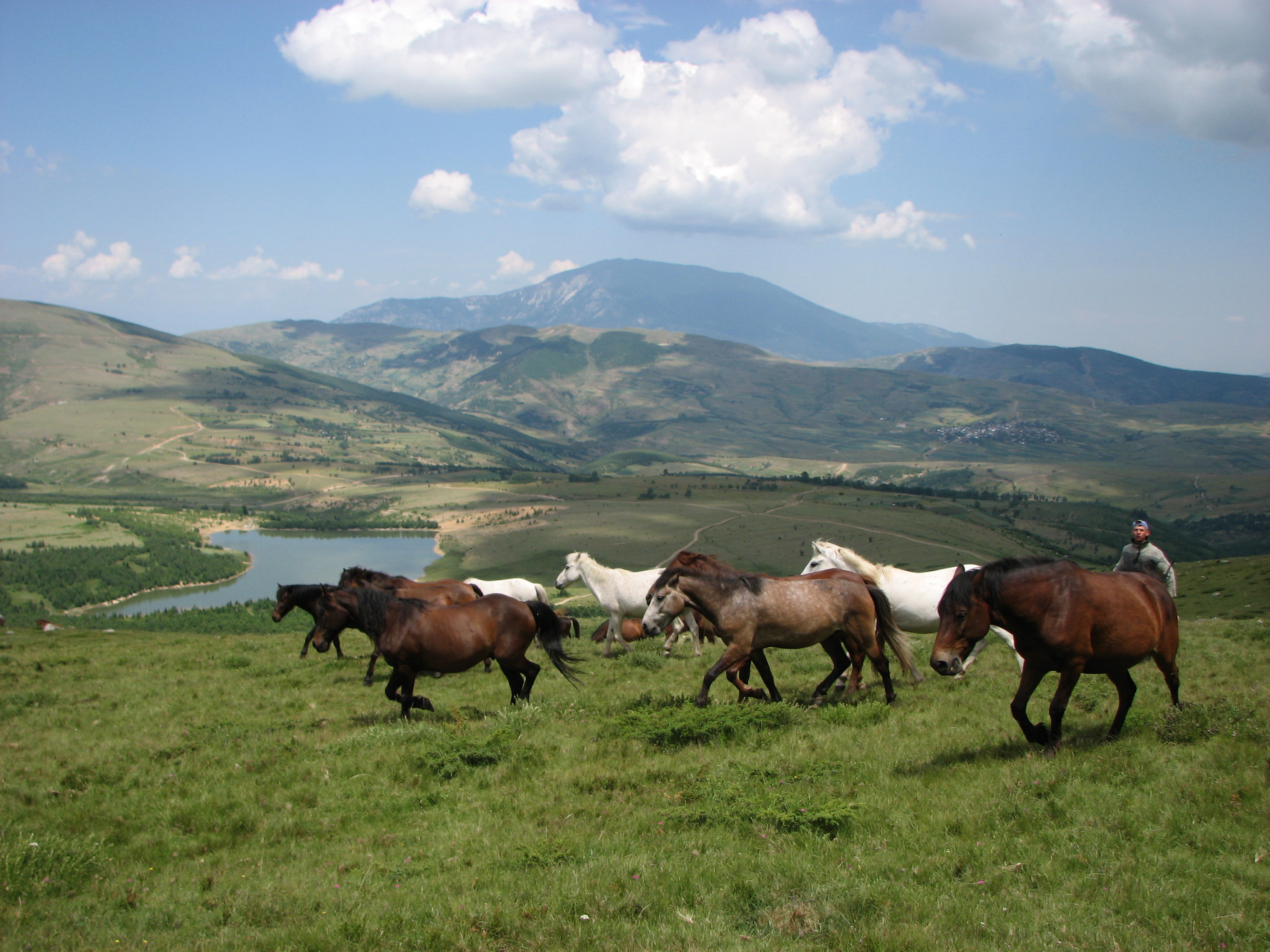 Albanian Horse